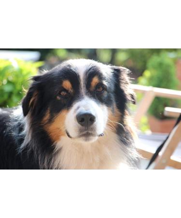 Buy Nordicvital 2.5kg Vegetable Mix - Premium Natural Dog Supplement & Rodent Feed | 100% Natural BARF Vegetables - Buy Online on SooperMarket.com