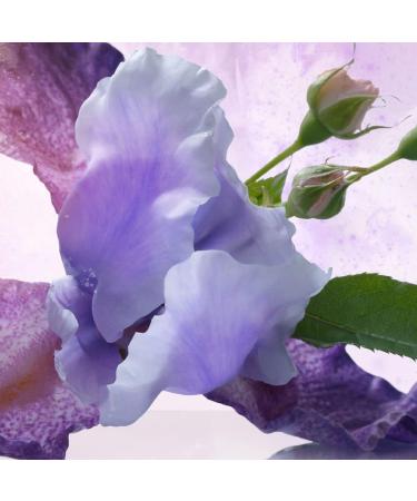 BVLGARI Omnia Amethyste for Women 2.2 oz Eau de Toilette Spray 2.2 Fl Oz (Pack of 1) - Buy Online on SooperMarket.com
