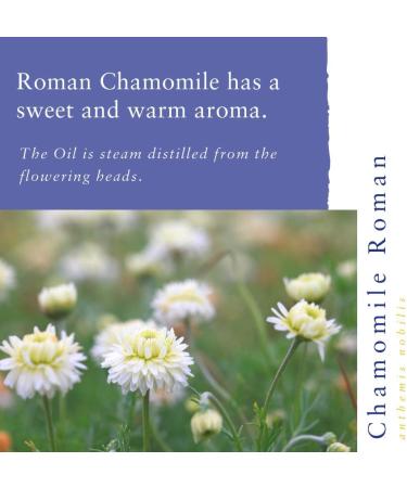 Absolute Aromas Roman Chamomile Essential Oil 10ml - Pure, Vegan, Cruelty-Free - for Diffuser & Aromatherapy Blends - Buy Online on SooperMarket.com