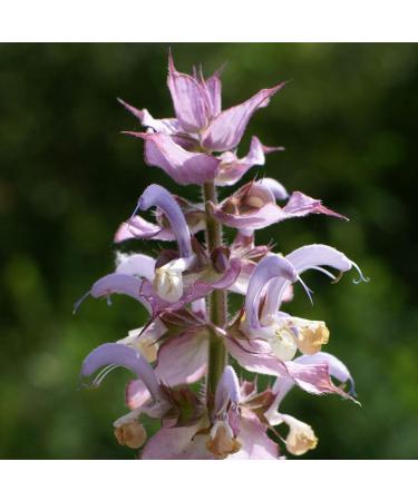 Pranarom Clary Sage Essential Oil 5ml - 100% Pure & Natural Aromatherapy - Buy Online on SooperMarket.com