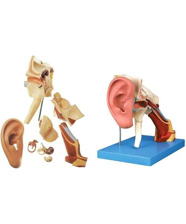 Human Ear Human Ear Body Model Medium Ear Ear External Ear Membrane Temporal Ear Ear Model Educational Model (Size: 16.1x17.3in) - Buy Online on SooperMarket.com