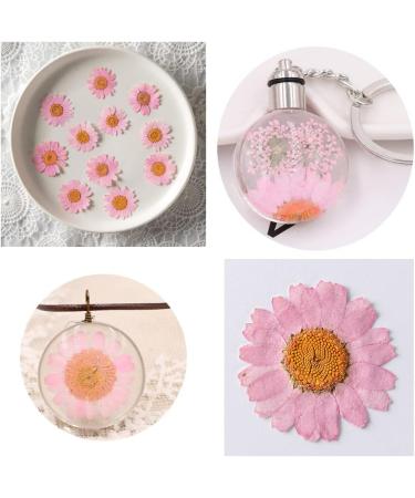 50pcs Natural Dried Daisy Flowers - Vacuum Packed for Decoration & Jewelry Making (5 Colors) - Buy Online on SooperMarket.com