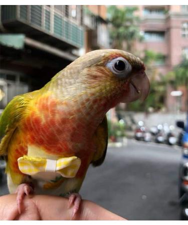 Kama Bridal Diapers for Parakeets Cockatiels & Small Birds - 2 Pack | Best for Macaws Budgerigars & Canaries - International Shipping Available! - Buy Online on SooperMarket.com