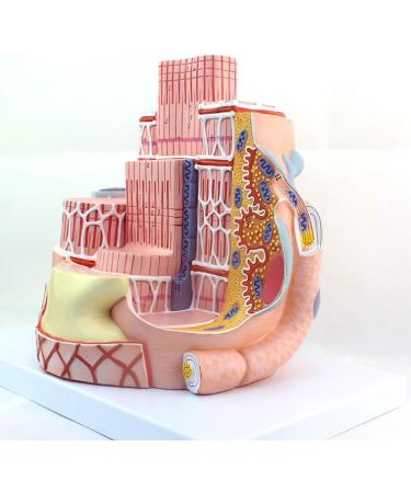 Enlarge 40 000 Times Skeletal Muscle Fiber MicroAnatomy Model Medical Education Training aid Science Kits - Buy Online on SooperMarket.com