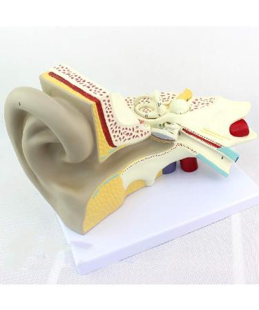 Educational Model of Auditory System Model for Otolaryngology Medical Model of The Human Ear The Inner Ear Ear Suitable for Training Equipment