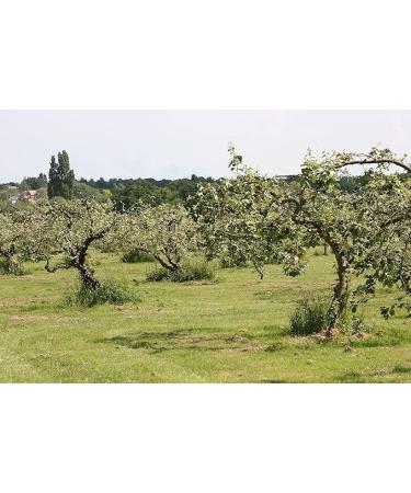 Tiptree Apricot with Armagnac Conserve 5x340g - Buy Online on SooperMarket.com
