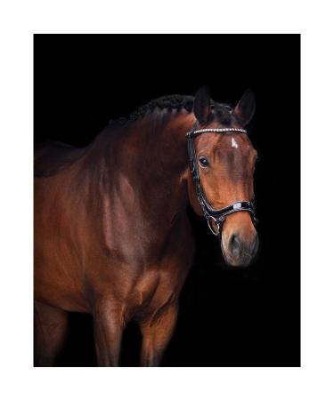 Buy Presteq Bridle FaySport Glitter PresTec Black - Cob/VB | Premium Equestrian Gear Shipping Worldwide - Buy Online on SooperMarket.com