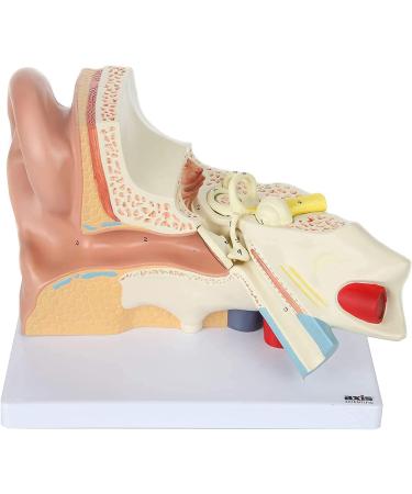 Human Ear Model 5 Times Natural Size Pattern with 3 Parts Illustrating Ear Main Ear Beings Ear Cleaner Internal Ear - Buy Online on SooperMarket.com