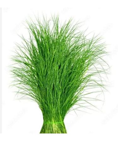Veenas Fresh Arugampul |50G | Bermuda Grass | Ayurvedic Plant | Used for Pooja And Edible | Skin Health | Indian Origin Arugampul 50G