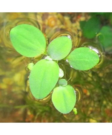 14x Dwarf Water Lettuce - Live Aquarium Floating Plant for Beginner - Buy Online on SooperMarket.com
