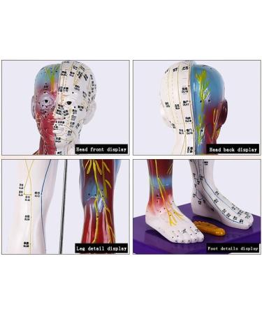 Male Human Body Model with Muscles for Pressure Acupuncture and meridians - Buy Online on SooperMarket.com
