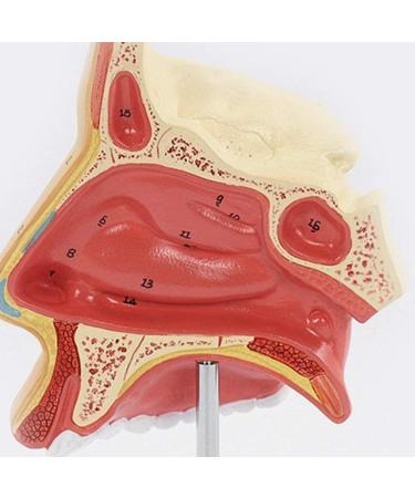 Anatomical Model Throat Nose Model of The Mouth of Nasal Cavity Medical Anatomical - Buy Online on SooperMarket.com