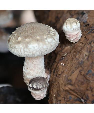 XingliFoods Dried Shiitake Mushrooms  16 oz Organic Top Grade Dried Mushrooms  3 4cm Natural Grown Mushroom  No Fumigation Sulfur - Buy Online on SooperMarket.com