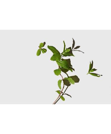 LATHER Mint Thyme Hair Wash - Natural Shampoo with Peppermint Oil, Green Tea, Mint & Thyme - 8 Oz Bottle | Self Care Essential Oils - Buy Online on SooperMarket.com