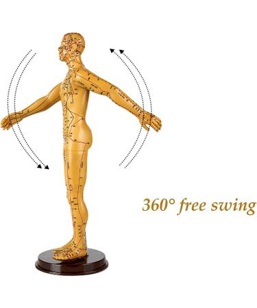 Human Acupuncture Template 50 cm Human Meridian Chinese Medicine Acupuncture Point Medicine Acupuncture Point Model Hand Rotate Anatomy Model - Buy Online on SooperMarket.com