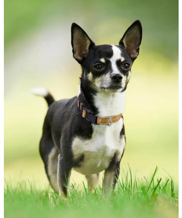 Joytale Reflective Dog Collar for Puppies - XS Brown | Premium Quality Pack of 1 - Buy Online on SooperMarket.com