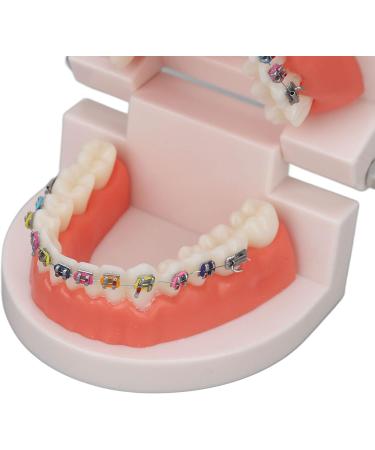 Buy Typodont & Demonstration Tooth Model | Educational Dental Training Tools for Labs - Buy Online on SooperMarket.com