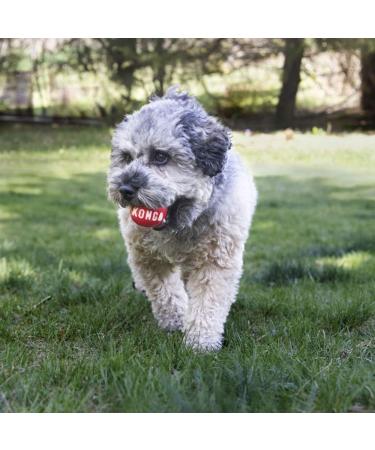 KONG - Signature Balls - 2 Pack Durable Ball for Chasing and Retrieving - For Medium Dogs Red M - Buy Online on SooperMarket.com