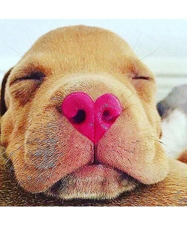 Nose Butter 30 ml - Nourishing Dry Dog Nose Balm for Healthy Paws | Shop Internationally at Your Store Name  - Buy Online on SooperMarket.com