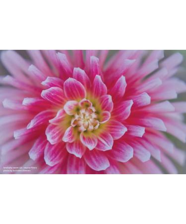 Lensbaby 46mm Macro Filter Kit - Explore Close-Up Photography - Buy Online on SooperMarket.com