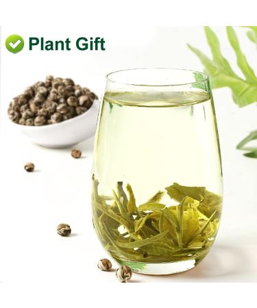 Plantgift Jasmine Dragon Pearls Tea 130g - Premium Green Tea & Oolong Blend - Best Jasmine Tea for a Soothing Experience | International Shipping - Buy Online on SooperMarket.com