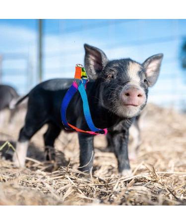 Buy Woyous Mini-Pig Crockery Set - Adjustable 2-Part Dishes for Small Pigs & Rabbits | Leash Included | Perfect for Walking & Jogging - Multi-Colored - Buy Online on SooperMarket.com