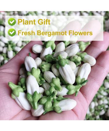 Plant Gift Dried Bergamot Flower 80G/2.82oz Citrus Bergamot Tea Citrus Medica Chinese Health Tea - Buy Online on SooperMarket.com