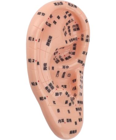 Buy 17cm Ear Acupuncture Point Model - Large Reflexology Learning Display for International Shipping - Buy Online on SooperMarket.com