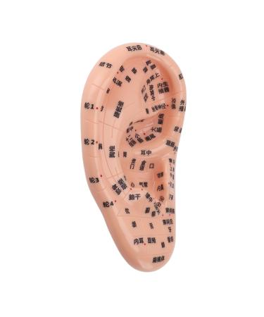 Ear acupuncture point model 17 cm large ear zone model learning display for learning reflexology