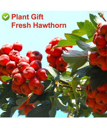 PlantGift Hawthorn Berry 80G/2.82oz China Medicinal Herb (Shanzha/Dried Hawthorne) Dried Bulk Health Tea Hawthorn Berries - Buy Online on SooperMarket.com