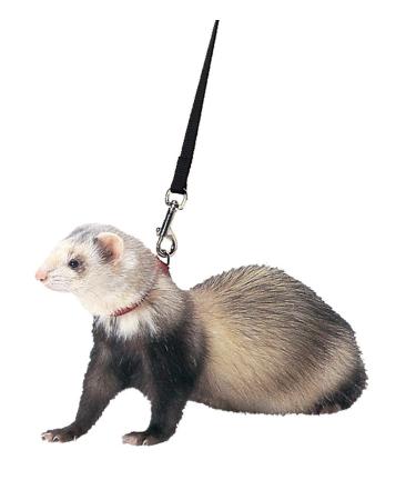 Marshall Ferret Harness and Lead Black