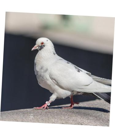 Angoily 300 Pcs Pigeon Anklet Duck Where Clip Chicken Ankle Ring Pigeons Ring Bands Parrot Label Tape Baby 1.3X1.3CMx3pcs Whitex3pcs - Buy Online on SooperMarket.com