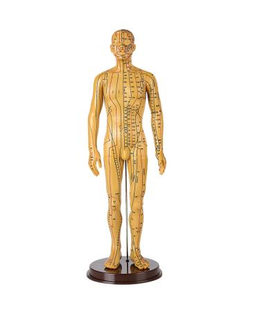 Human Acupuncture Template 50 cm Human Meridian Chinese Medicine Acupuncture Point Medicine Acupuncture Point Model Hand Rotate Anatomy Model