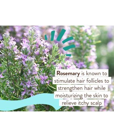 Babo Botanicals Eucalyptus Remedy Conditioner - Gentle & Nourishing Plant-Based Formula for Normal to Oily Hair - Vegan & Hypoallergenic - 6 fl. oz - Buy Online on SooperMarket.com