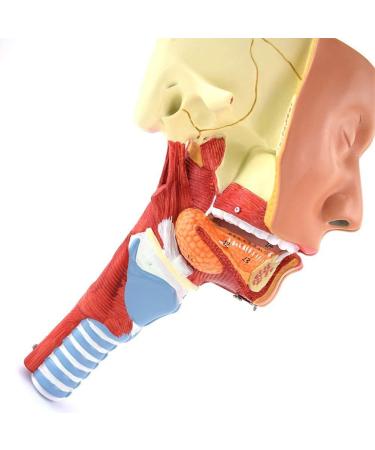 Human Head Human Body Model and Muscle Nasal Pharyngeal Throat Trachea Cricopharyng Muscle Anatomy Model Medical Teaching Accessories - Buy Online on SooperMarket.com