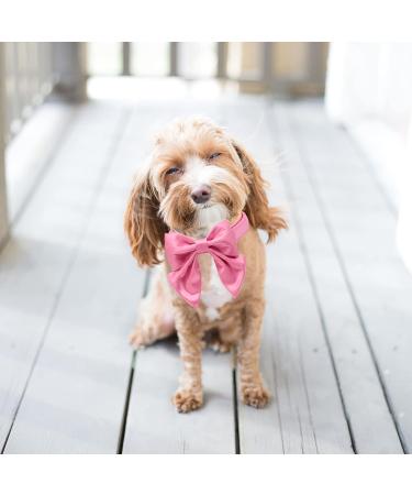 Buy Lionet Paw's Comfortable Silk Dog Collar with Removable Fly - XS for Puppies & Cats 20-30cm Neck Peach - Perfect for International Shipping! - Buy Online on SooperMarket.com