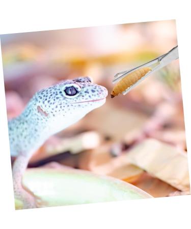 BCOATH Reptile Feeding Clip Lizard Stuff Feeding Tongs Snake Tongs Stainless Steel Silver - Buy Online on SooperMarket.com