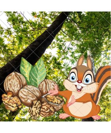 New Harvest 2022: 25kg Raw & Unprocessed Walnuts in Bowl for Squirrels - 100% Vegan & Natural - Buy Online on SooperMarket.com