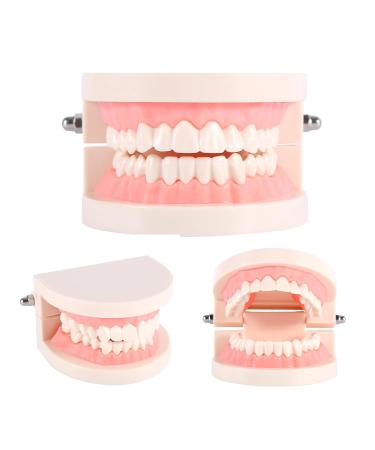 Standard-Tech 1-Part PVC Dental Apprenticeship Model - Ideal for Tooth Brushing Demonstration & Teaching - Buy Online on SooperMarket.com