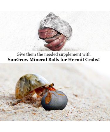 Sungrow 10 Hermit Crab & Crayfish Calcium Supplement Balls - 30+ Minerals for Molting Pets - Buy Online on SooperMarket.com