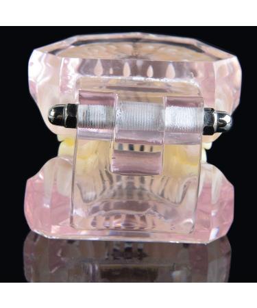 LBYLYH Orthodontic Demonstration Model - Teeth Teaching Tools with Metal & Ceramic Support for Effective Dental Treatment - Buy Online on SooperMarket.com