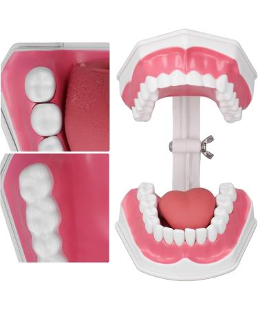 Teeth Model Toothbrushes - Dental Teaching Tool Kit | 120 Open & Clear View for Effective Learning - Buy Online on SooperMarket.com