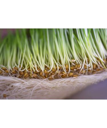 Organic Frozen WOW Wheatgrass | Unpasteurized, Alkaline, No Powder | Grown and Packaged in USA - Buy Online on SooperMarket.com
