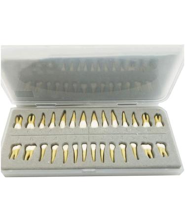 Dental Model - Teeth Model - 28 Pieces Two-Tone Permanent Teeth Study Analysis Demonstration Teeth