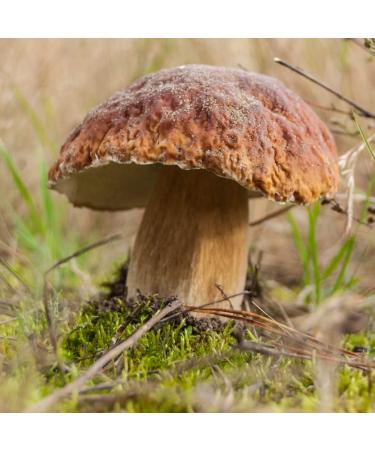 Dried Porcini Mushrooms (100g/3.5oz) - 100% Natural Whole Boletus Edilus - Vegan-Friendly - Buy Online on SooperMarket.com
