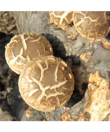 Organic XingliFoods Dried Shiitake Mushrooms - Premium Grade Dehydrated Natural Grown Mushroom 16 oz - Buy Online on SooperMarket.com