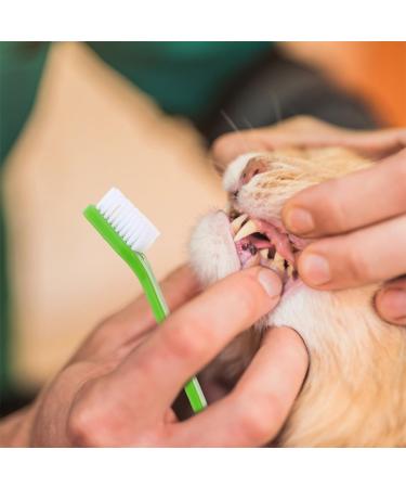 ORFOFE 36 Pcs Double Head Dog Toothbrush Pet Cleaning Toothbrush Dog Toothbrush Toothpaste Pet Stuff Pp - Buy Online on SooperMarket.com