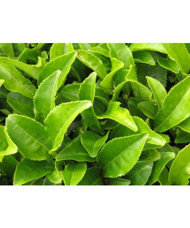 Seba Garden Loose Roasted Green Tea 1kg - Buy Online on SooperMarket.com