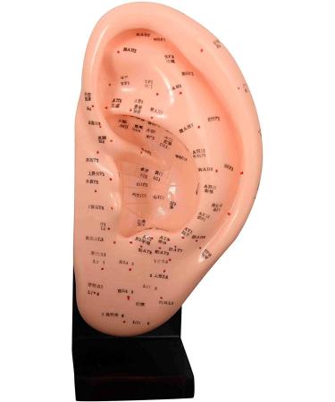 Model of Human-Anatomic Anatomical Tool Ear Acupuncture Showing Various Acupuncture Points and is Listed in The Red Dots Height 23 cm