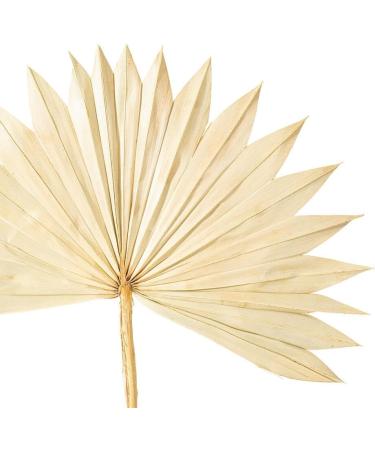 Vickerman Natural Botanicals 20" Natural Palm Sun Stem Real Preserved Foliage Stems Includes 12 Stems Per Pack - Buy Online on SooperMarket.com